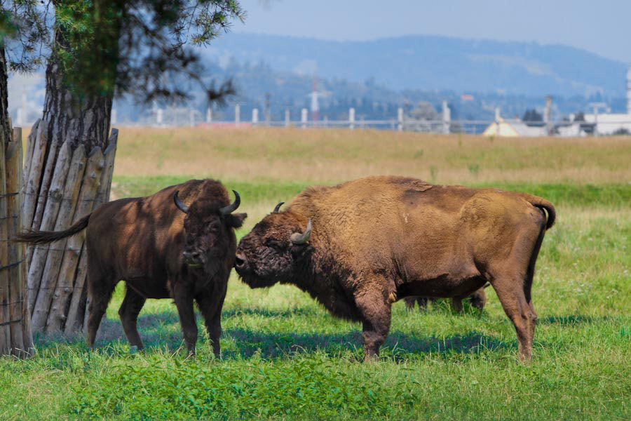 bisons in romania